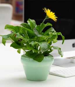 Small Planter ‘LOUIS’ Mint Gloss