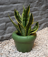 Load image into Gallery viewer, Planter ‘PIERRE’ Moss